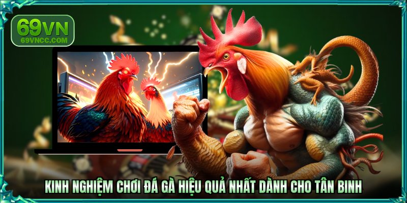 Kinh nghiệm chơi đá gà hiệu quả nhất dành cho tân binh